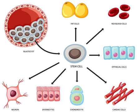 Types of stem cells on white background