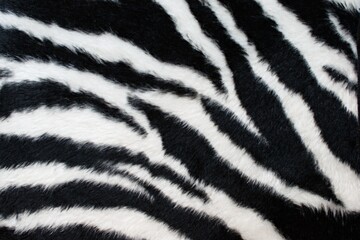Abstract beautiful close-up black and white zebra skin fur background texture