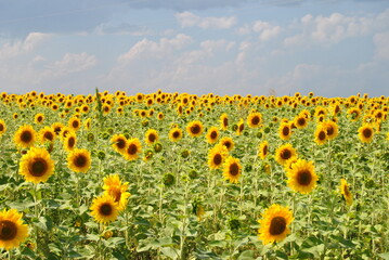 Obraz premium Sunflowers. Lots of sunflowers. Landscape. Sunflower background. 