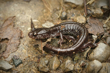 Closeup on the black form of the Western red-backed salamander, Plethodon vehiculum, from Washington state