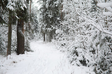 Winter landscape. Forest under the snow. Winter in the park.
