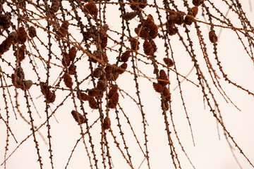 Larch branches with cones against the background of the winter sky. Close-up shot against a light source.
