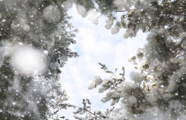 Winter Park. Landscape in snowy weather. January.