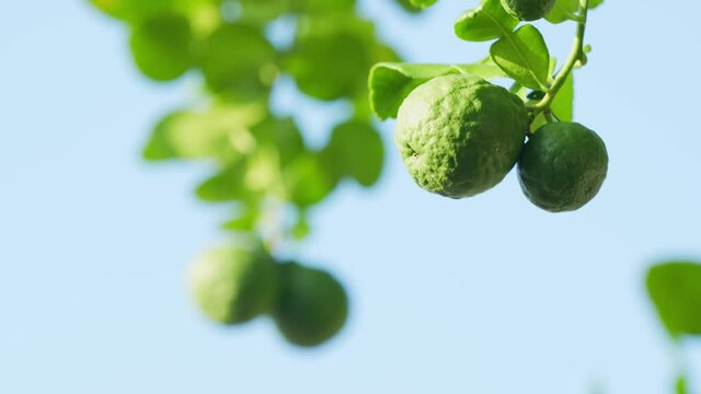 Bergamot tree or kaffir lime with green leaves on blue sky background.