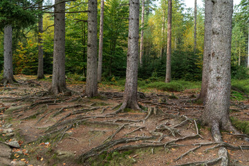 Pine forest. Many tree trunks as a background.