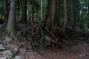 Spectacular tree roots on the surface of the ground.