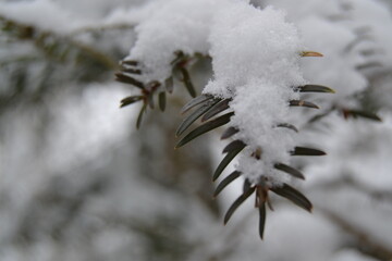 Neu