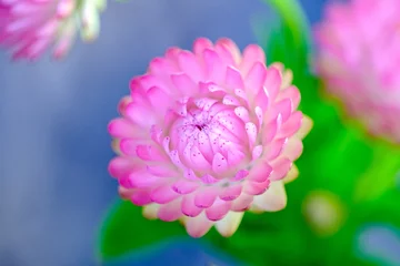 Deurstickers Beautiful pink dahlia flower © Yulianto