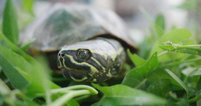 Closeup shot of yellow headed temple turtle in the nature
