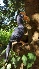 yellow billed hornbill
