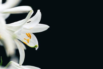 White lily flowers on black background with copy space. Shallow depth of field.