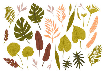 Tropical palm leaves. Jungle spirit. Isolted fern, monstera and other leaves.