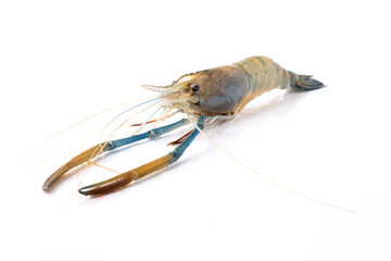 Focus head of large river prawns isolated on white background.