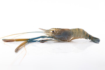 Side view of large river prawns isolated on white background.