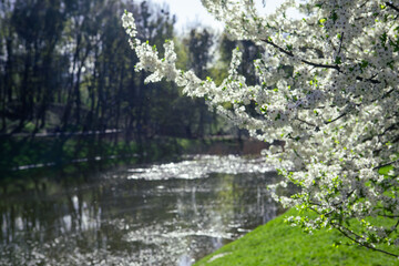 blooming tree with white flowers near lake