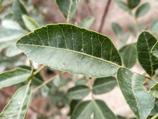 A close look of a leaf of black pepper plant with blurry background.