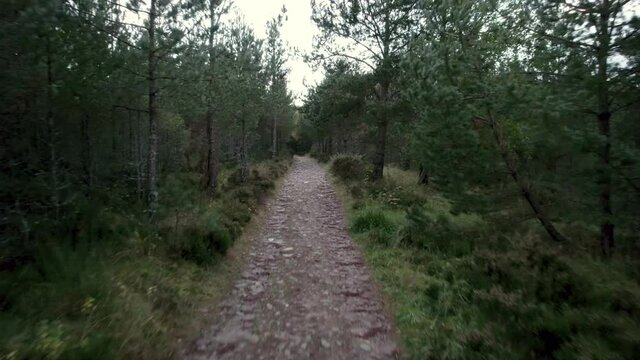 Aerial drone footage flying backwards over a trail through a Scots pine (Pinus sylvestris) forest, following a path through trees under the canopy with heather and native plants along the trail edges
