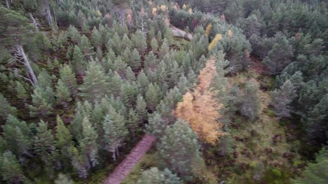 Aerial drone footage rolling over a Scots pine (Pinus sylvestris) forest canopy with mature and regenerating trees, heather and moorland in the Cairngorms National Park, Scotland