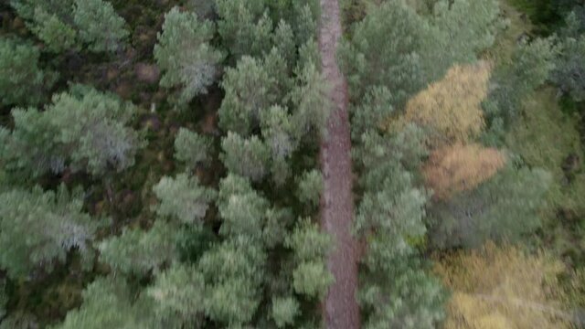 Aerial drone footage flying backwards over a Scots pine (Pinus sylvestris) forest canopy, following a path through trees tilting to reveal the landscape in the Cairngorms National Park, Scotland