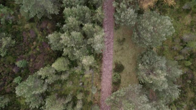 Aerial drone footage flying over a Scots pine (Pinus sylvestris) forest canopy, following a path through trees with heather and native plants along the trail in the Cairngorms National Park, Scotland