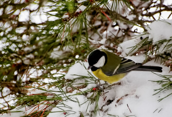 A big tit with a yellow breast sits on a pine branch covered with white snow. Soft focus. A small bird in profile is sitting on a pine branch