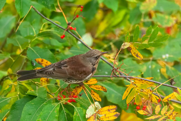 A rowan thrush sits on a rowan branch in late autumn. The bird is preparing for wintering. Soft focus.