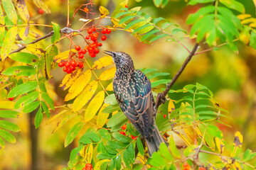 A rowan thrush sits on a rowan branch in late autumn. The bird is preparing for wintering. Soft focus.
