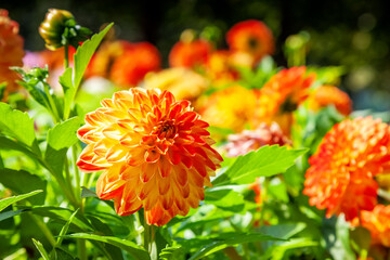 Three gorgeous bright orange dahlia flowers on a sunny summer day in a green meadow