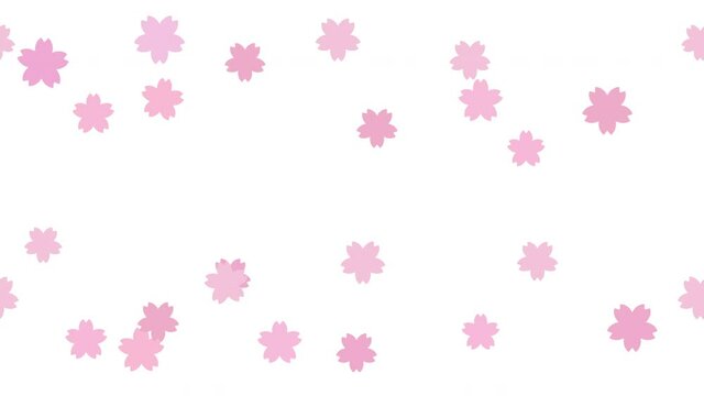 流れる桜のアニメーション 白背景