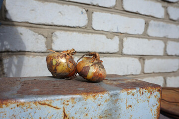 Two yellow bulbs on a metal box against a white brick wall.