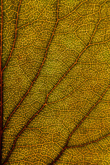 close up of leaf