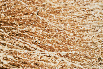 Dry threshed flax. Golden natural plant background
