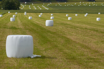 Several balls of wrapped silage on a big field of green grass