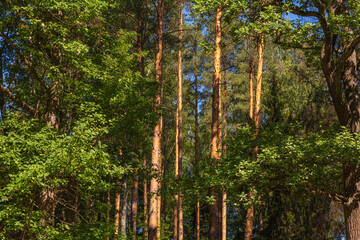 Vegetation represented with pine and oak trees. Growing mixed forest