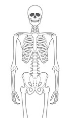 Vector black line human skeleton. Isolated on white background