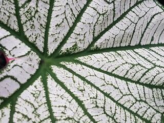 white taro caladium leaves with green motifs