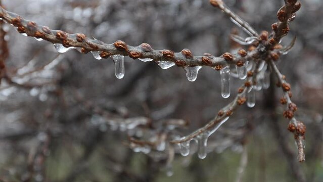 Iced autumn branches without leaves after autumn frosts. Mainly cloudy. Close-up.