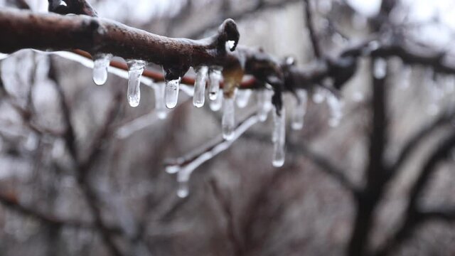 Iced autumn branches without leaves after autumn frosts. Mainly cloudy. Close-up.