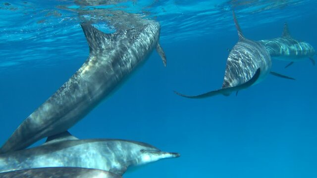 Dolphins. Spinner dolphin. Stenella longirostris is a small dolphin that lives in tropical coastal waters around the world. 