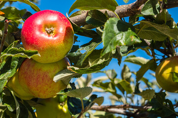 Brunch with red apples. Fresh ripe red apples on natural background