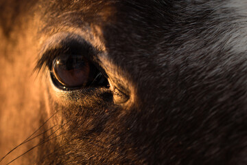 Horse eye in sun light - close-up shot