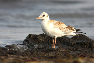 Young black- headed gull, Chroicocephalus ridibundus standing on the pile of seaweed by the sea