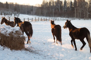 Horses walking an running in winter day outdoors in levada and pasture