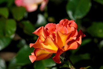 Blooming rose in the garden