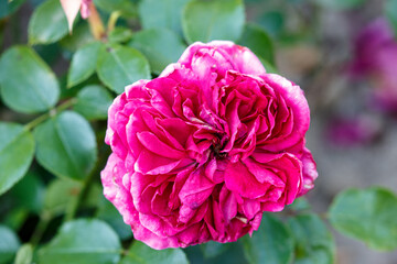 Blooming rose in the garden