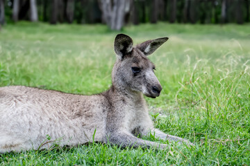 Naklejka na ściany i meble Male kangaroo laying on the green grass in the bush. Australian wildlife marsupial animal