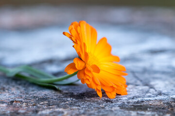 Beautiful bloom of the common marigold, Calendula officinalis on rough wooden background