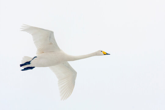 Large white bird in flight, whooper swan, cygnus cygnus in flight with spread wings	