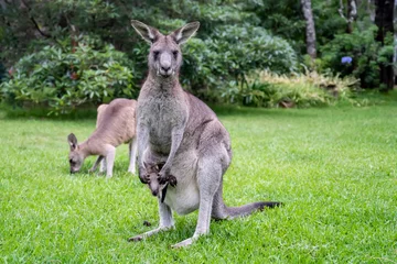 Selbstklebende Fototapeten Mother kangaroo with baby kangaroo in her pouch and joey kangaroo eating grass Australian wildlife marsupial animal © Daria Nipot