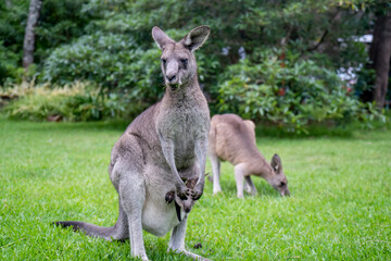 Naklejka na ściany i meble Mother kangaroo with baby kangaroo in her pouch and joey kangaroo eating grass Australian wildlife marsupial animal
